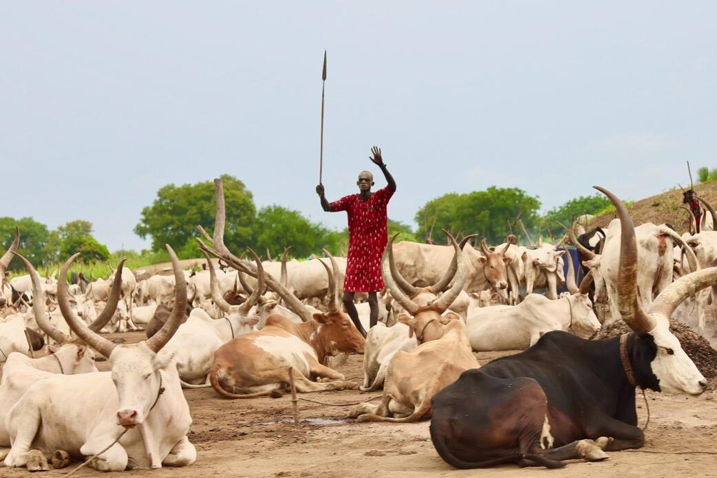 A herder stands among cattle with large horns in an open field.