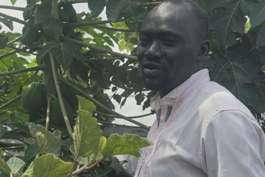 Person wearing a light-colored shirt standing among dense green foliage with large leaves and unripe papayas.