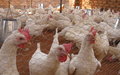Displaced women raising chickens